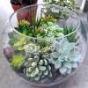 Supla 14 Pcs Unpotted Artificial Succulents Plants Bulk Assorted Faux Succulents in Different Green Hanging String of Pearls Cactus Aloe Succulent Picks for Wedding Centerpieces Floral Arrangement