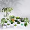 Winlyn 19 Pcs Assorted Artificial Succulents Plants Unpotted Small Green Hanging Succulent Aloe Fake Cacti Succulents Bulk for Succulent Garden Centerpiece Wreath Arrangement Indoor Outdoor Home Decor