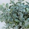 Winlyn 3 Pcs Artificial Eucalyptus Boxwood Plants in Grey Textured Cylinder Concrete Planter Pots Small Potted Plants Faux Greenery Decorations for Modern Farmhouse Home Office Bookshelf Tabletop