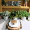 Winlyn 3 Pcs Artificial Potted Plants – Faux Eucalyptus, Boxwood, Rosemary, Greenery in Small Concrete Pots -Desk, Table, Shelf, Windowsill Decor for Indoor Outdoor Home Office