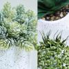 Winlyn 3-Pack Artificial Potted Succulent Plants – Aloe, Hops, String of Pearls – Realistic Faux Plants in Black Cement Pots – Modern/Contemporary Style – Ideal for Home Office Bathroom Indoor Decor(White)