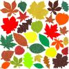 Winlyn 504 Pcs Assorted Foam Fall Leaf Stickers – Self-Adhesive Bulk Maple Oak Shaped Glitter Leaves for Kids Craft, Gift, Halloween, Thanksgiving, Scrapbooking, Cards Decoration