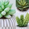 Winlyn Set of 3 Artificial Plants Decor Greenery Fake Succulents Indoor Potted Fake Plant with Black Planter for Farmhouse Room Bathroom Bedroom Kitchen Office Table Desk Decor(Gray Pots)