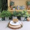 Winlyn Set of 3 Assorted Small Potted Plants Faux Eucalyptus Boxwood Plants Aloe Succulent Plant in Black and White Geometric Pots for Table Centerpiece Windowsill Shelf Indoor Outdoor Greenery Decor