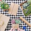Winlyn Set of 3 Assorted Small Potted Succulents Plants Decoration Assorted Green Succulents Plants in Rustic Wooden Pots for Home Living Room Bathroom Table Shelf Windowsill Office Desk Indoor Decor