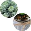 Winlyn Set of 3 Small Artificial Succulent Potted Plants Faux Aloe Hops Hanging Succulent in Rustic Galvanized Metal Pots Fake Plant Decor for Farmhouse Home Office Wedding Windowsill Table Shelf(Galvanized Metal Pot)