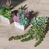Winlyn Set of 3 Assorted Small Potted Succulents Plants Decoration Assorted Green Succulents Plants in Rustic Wooden Pots for Home Living Room Bathroom Table Shelf Windowsill Office Desk Indoor Decor