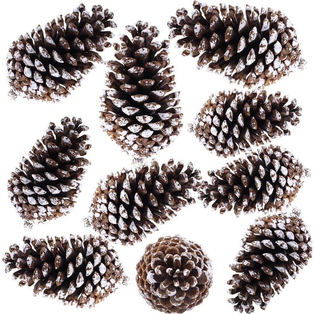 imageSupla 10 PCS Natural Pinecones Medium Frosted Pine Cones Ornaments Real Preserved Pine Cones  Dried 3quot 4quot Tall for Home Decor Christmas Winter Xmas