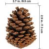BESTTOYHOME 15 PCS Natural Pinecones Medium Pine Cones Ornaments Real Preserved Pine Cones – Dried -3″ – 4″ Tall for Guest Seating Place Card Holders or Wedding Guest Favors Christmas Winter Xmas