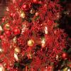 Winlyn 15 Pcs Silver Glitter Artificial Cedar Sprigs Picks Faux Cedar Branches Stems Christmas Tree Picks Sprays 15.4″ H for Silver Christmas Tree Wreath Swag Winter Wedding Bouquet Centerpiece Décor(Red)