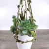 Supla 5 Pcs Assorted Artificial Succulents Plants Unpotted Small Green Cactus Echeveria Picks Fake Succulents Bulk for Succulent Garden Centerpiece Wreath Floral Arrangement Indoor Outdoor Home Décor