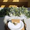 Winlyn 2 Pack Small Potted Plants Faux Eucalyptus in Gray Ceramic Pots Artificial Greenery Potted Plants 7.1″ Tall for Farmhouse Table Mantel Shelf Bathroom Kitchen Office Desk Décor