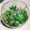 Winlyn 21 Pcs Assorted Artificial Succulents Plants Unpotted Small Green String of Pearls Cacti Aloe Picks Fake Succulents Bulk for Succulent Garden Wreath Floral Arrangement Indoor Outdoor Home Decor