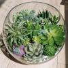 Winlyn 22 Pcs Bulk Artificial Succulents Plants Unpotted Small Aloe Hanging String of Pearls Cactus Green Fake Succulents for Succulent Garden Arrangement Centerpiece Wall Indoor Outdoor Home Decor