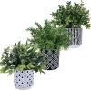Winlyn 3-Pack Artificial Potted Plants – Faux Eucalyptus, Rosemary, Boxwood Greenery in Small Black & White Geometric Concrete Pots -Desk, Table, Shelf, Windowsill Decor for Indoor Outdoor Home Office