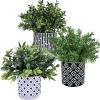 Winlyn 3-Pack Artificial Potted Plants – Faux Eucalyptus, Rosemary, Boxwood Greenery in Small Black & White Geometric Concrete Pots -Desk, Table, Shelf, Windowsill Decor for Indoor Outdoor Home Office