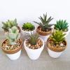 Winlyn 60 Pcs White Terra Cotta Pot – 2.5 Inch Tiny Mini Clay Pots with Drainage Holes Flower Nursery Terra Cotta Pots for Succulent Plants, Crafts, Wedding Baby Shower Favor